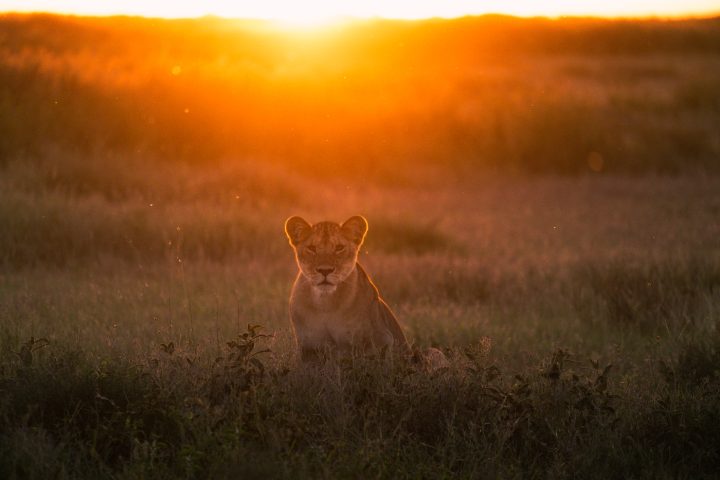 serengeti national park